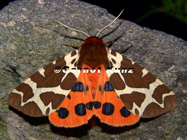 Arctia_caja__Brauner_B__r_2_2.jpg
