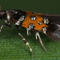 Stagmatophora heydeniella 2 2