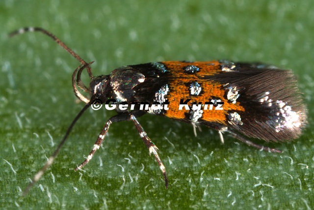 Stagmatophora_heydeniella_cf__1_2.jpg