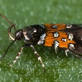 Stagmatophora heydeniella cf  1 2