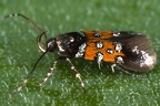 Cosmopterigidae