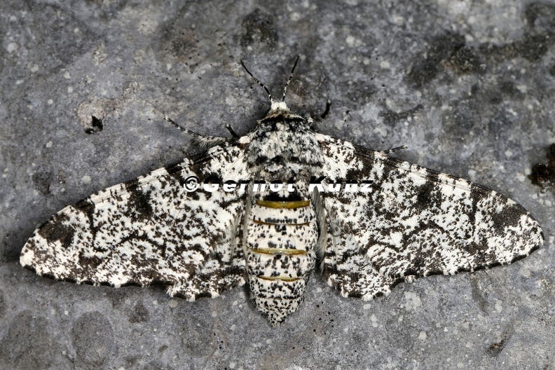 Biston_betularius__Birkenspanner_W1_2.jpg