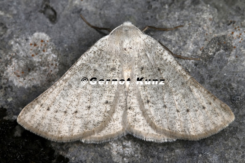Dyscia_raunaria_8_2.jpg