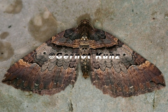 Earophila badiata 4 2