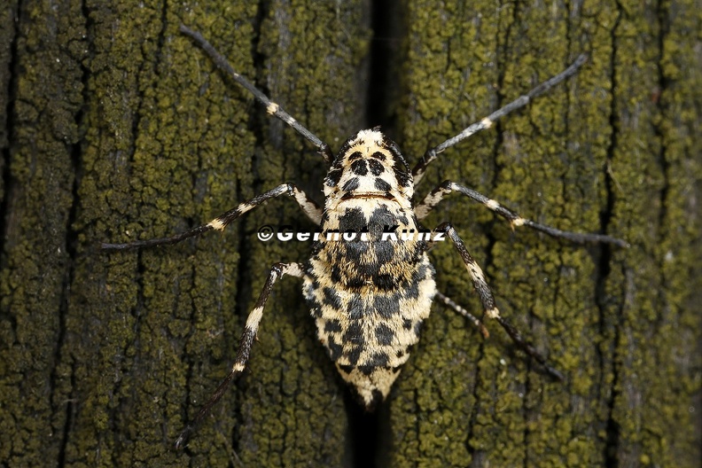 Erannis_defoliaria__Gro__er_Frostspanner_W7_2.jpg