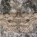 Hypomecis roboraria  Gro  er Eichenspanner 5 2