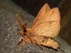 Euthrix potatoriaW 5
