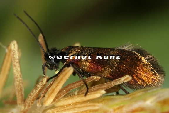 Micropterix2