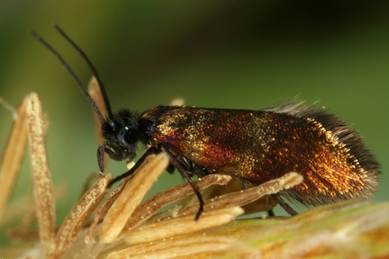 Micropterix2