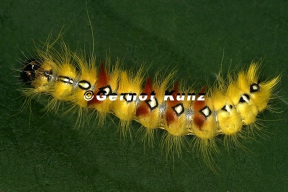 Acronicta aceris  Ahorn-Rindeneule L8 2