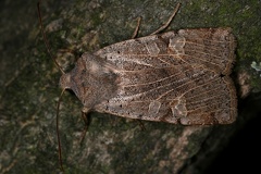Conistra veronicae  Eint  nige Winteruele 1 2