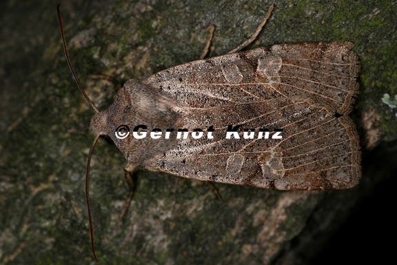 Conistra veronicae  Eint  nige Winteruele 1 2