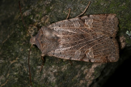 Conistra veronicae  Eint  nige Winteruele 1 2