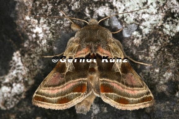 Euchalcia variabilis