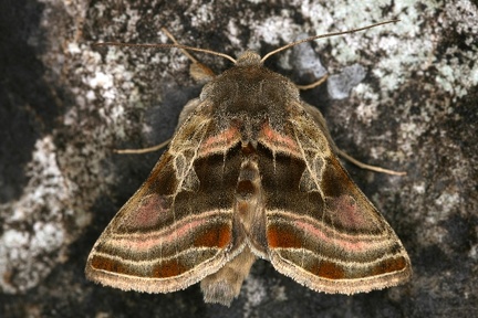 Euchalcia variabilis