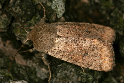 Orthosia cruda  Kleine K  tzcheneule 2 2