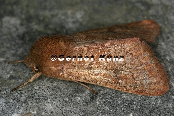 Orthosia miniosa  R  tliche K  tzcheneule 4 2