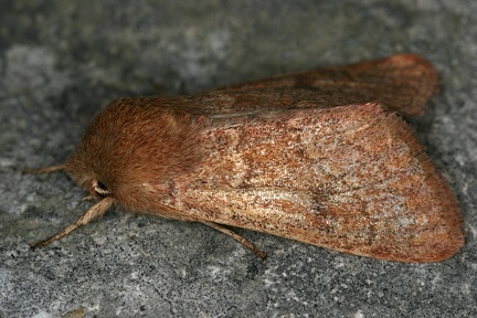 Orthosia miniosa  R  tliche K  tzcheneule 4 2