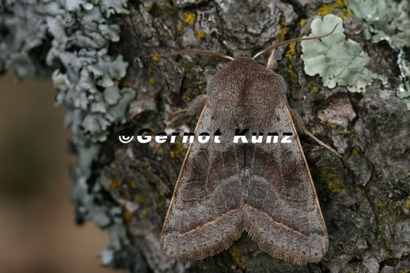 Orthosia opima 2 2