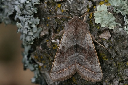 Orthosia opima 2 2