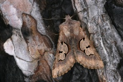 Perigrapha i-cinctum 2 2