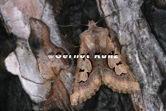 Perigrapha i-cinctum 2 2