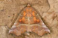 Scoliopteryx libatrix  Zackeneule 4 1
