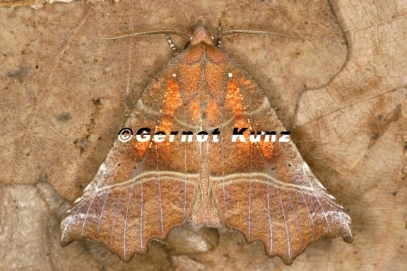 Scoliopteryx libatrix  Zackeneule 4 1
