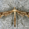 Platyptilia nemoralis  Federmotte 