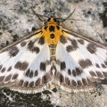 Eurrhypara hortulata  Brennessel-Z  nsler 1 2
