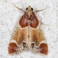 Pyralis farinalis  Mehlz  nsler 1 2