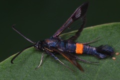 Synanthedon myopaeformis  Synanthedon myopaeformis cf 7 2v