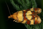 Tortricidae