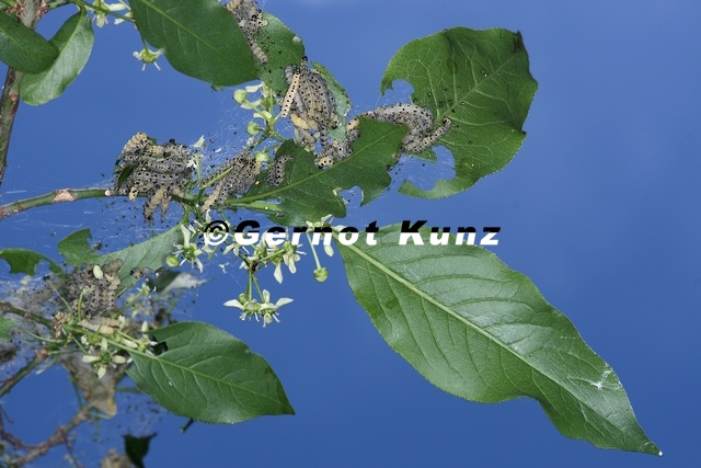 Yponomeuta cagnagella  Pfaffenh  tchen-Gespinstmotte 1 2