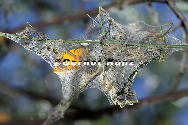 Yponomeuta cagnagella  Pfaffenh  tchen-Gespinstmotte 2 2
