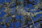 Yponomeuta cagnagella  Pfaffenh  tchen-Gespinstmotte 4 2
