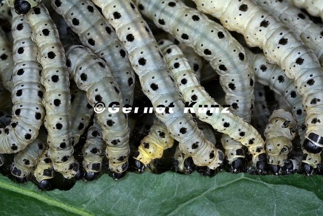 Yponomeuta cagnagella  Pfaffenh  tchen-Gespinstmotte 6 2