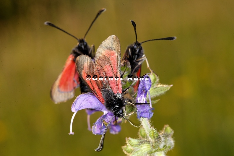 Zygaena sp  1 2