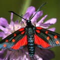 Zygaena sp  5 2