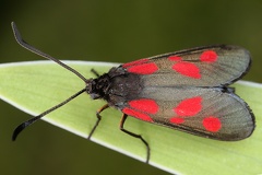 Zygaena sp  6 2