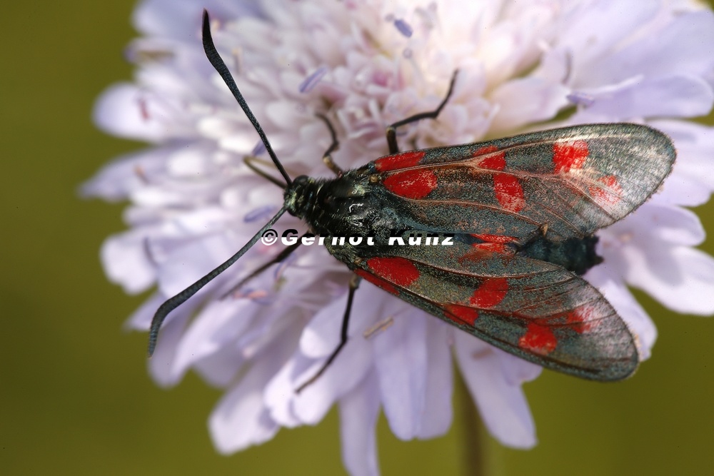 Zygaena sp   Widderchen 1 2