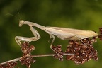 Mantodea (Fangschrecken, Gottesanbeterinnen)