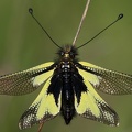 Libelloides coccajus 1 2v