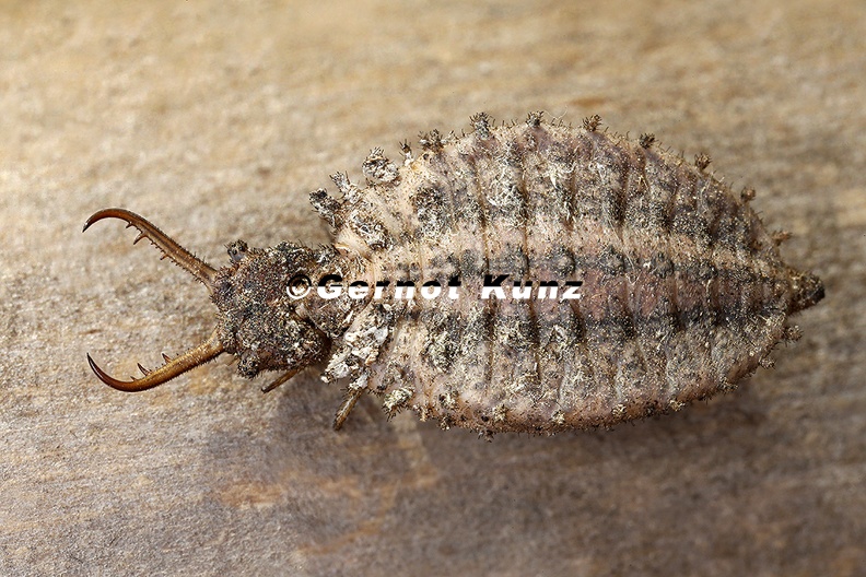 Libelloides_macaronius____stliche_Schmetterlingshaft_L1_2_001.jpg