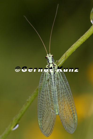 Chrysopa_walkeri_1_2v.jpg