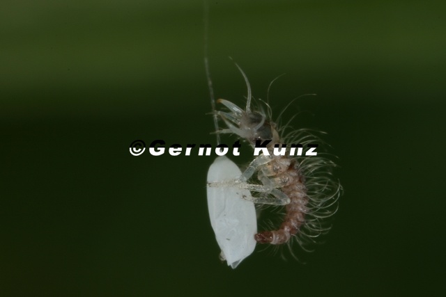 Chrysopidae__Florfliege_L1_2.jpg