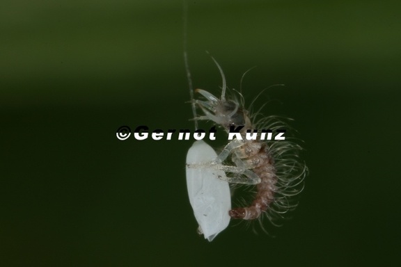 Chrysopidae  Florfliege L1 2
