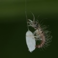 Chrysopidae  Florfliege L1 2