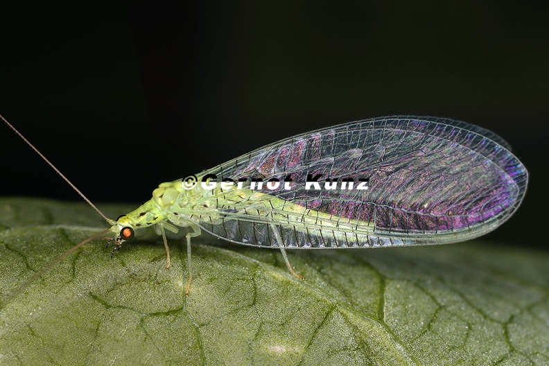 Chrysopidae_indet__1_2v.jpg