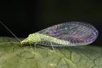 Chrysopidae indet  1 2v